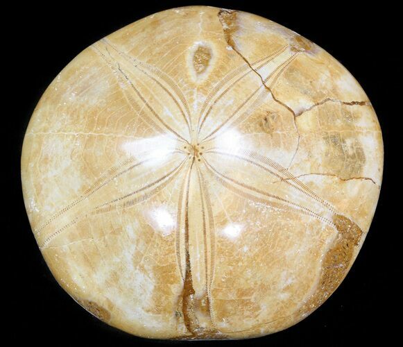 Polished Fossil Sand Dollar (Mepygurus) - Jurassic #43754